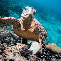 Hawksbill Sea Turtle (Eretmochelys imbricata), photo taken in Maldives, Male Atoll, North Male Atoll, Vabbinfaru