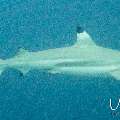 Blacktip Reefshark (Carcharhinus melanopterus)