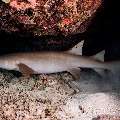 Tawny Nurse Shark (Nebrius Ferrugineus)