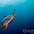 Hawksbill Sea Turtle (Eretmochelys imbricata), photo taken in Maldives, Male Atoll, North Male Atoll, Vabbinfaru