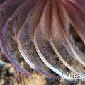 Feather duster worm (Bispira sp.), photo taken in Indonesia, Bali, Tulamben, Seraya Secrets