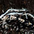 Twin-stripe crinoid shrimp (Periclimenes affinis)