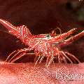 Dancing Shrimp (Rhynchocinetes durbanensis), photo taken in Indonesia, Bali, Tulamben, Batu Niti Reef