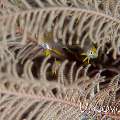 Feather Star (Crinoidae), photo taken in Indonesia, Bali, Tulamben, Batu Niti Reef