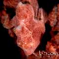 Painted Frogfish (Antennarius pictus)
