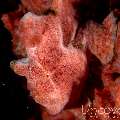 Painted Frogfish (Antennarius Pictus)