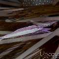 Purple Urchin Shrimp (Stegopontonia Commensalis)