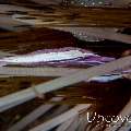 Purple urchin shrimp (Stegopontonia commensalis)