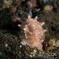 Nudibranch (Halgerda Batangas)