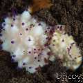 Nudibranch (Mexichromis Multituberculata)