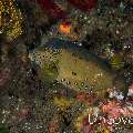 Yellow Boxfish (Ostracion cubicus), photo taken in Indonesia, Bali, Tulamben, Batu Niti Reef