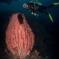 Sponge, photo taken in Indonesia, Bali, Tulamben, Batu Niti Reef