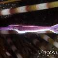 Purple urchin shrimp (Stegopontonia commensalis)