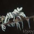 Anker's Whip Coral Shrimp (Pontonides Ankeri)