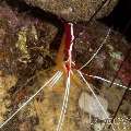 Hump-back Cleaner Shrimp (Lysmata Amboinensis)