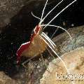 Hump-back cleaner shrimp (Lysmata amboinensis), photo taken in Indonesia, Bali, Tulamben, Batu Niti Slope