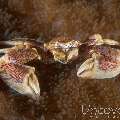 Spotted porcelain crab (Neopetrolisthes maculatus), photo taken in Indonesia, Bali, Tulamben, Batu Niti Reef