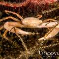Quadrella Crab, photo taken in Indonesia, Bali, Tulamben, Batu Niti Slope