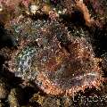 Tassled Scorpionfish (Scorpaenopsis Oxycephala)