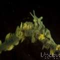 Anker's Whip Coral Shrimp (Pontonides Ankeri)