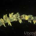 Anker's Whip Coral Shrimp (Pontonides Ankeri)