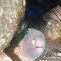 White Eyed Moray (Gymnothorax Thyrsoideus)