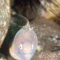 White Eyed Moray (Gymnothorax Thyrsoideus)