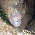White eyed moray (Gymnothorax thyrsoideus)