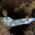 Nudibranch (Hypselodoris Zephyra)