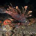 Devil Firefish (Pterois miles), photo taken in Indonesia, Bali, Tulamben, Seraya Secrets