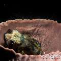 Black-Blotched Porcupinefish (Diodon liturosus), Sponge, photo taken in Indonesia, Bali, Tulamben, Seraya Secrets