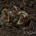 Tiger mantis (Lysiosquilla maculata)