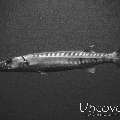 Great Barracuda (Sphyraena barracuda), photo taken in Indonesia, Bali, Tulamben, Liberty Wreck