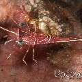 Dancing Shrimp (Rhynchocinetes durbanensis)