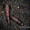 Reef Lizardfish (Synodus variegatus), photo taken in Indonesia, Bali, Tulamben, Liberty Wreck