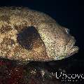 Camouflage Grouper (Epinephelus polyphekadion), photo taken in Indonesia, Bali, Tulamben, Liberty Wreck