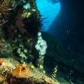 Nudibranch, Wreck, photo taken in Indonesia, Bali, Tulamben, Liberty Wreck