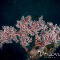 Coral, photo taken in Indonesia, Bali, Tulamben, Liberty Wreck
