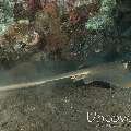 Stingray, photo taken in Indonesia, Bali, Tulamben, Liberty Wreck