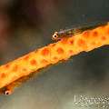 Whip Coral Goby (Bryaninops Yongei), photo taken in Indonesia, Bali, Tulamben, Emerald