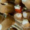Mushroom coral shrimp (Cuapetes kororensis), photo taken in Indonesia, Bali, Tulamben, Emerald