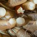 Mushroom Coral Shrimp (Cuapetes Kororensis)