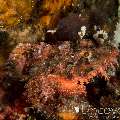 Tassled Scorpionfish (Scorpaenopsis Oxycephala)