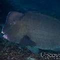 Humphead Parrotfish (Bolbometopon Muricatum)