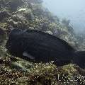 Humphead Parrotfish (Bolbometopon Muricatum)