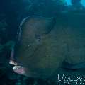 Humphead Parrotfish (Bolbometopon Muricatum)