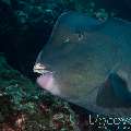 Humphead Parrotfish (Bolbometopon Muricatum)