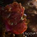 Leaf Scorpionfish (Taenianotus triacanthus), photo taken in Indonesia, Bali, Tulamben, Emerald