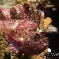 Leaf Scorpionfish (Taenianotus Triacanthus)