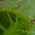 Ladybug (Cyproideidae), photo taken in Indonesia, Bali, Tulamben, Ulami